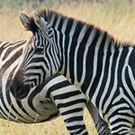 草食男子へのアプローチ方法